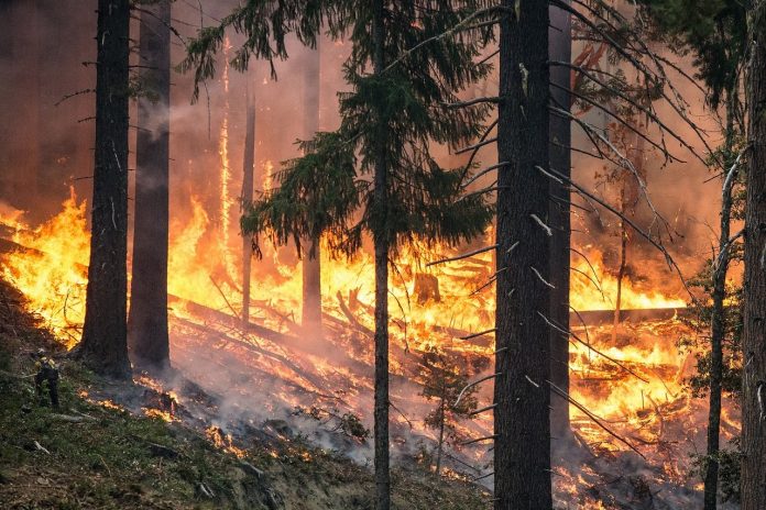 Թուրքիայում բռնկված անտառային հրդեհը «Ակկույու» ատոմակայանից ընդամենը 40 կմ է հեռու